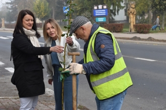 Nasadźmy Drzewa w Krasnymstawie 25.10-4.11.2024 r. 