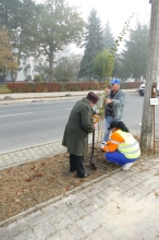 Nasadźmy Drzewa w Krasnymstawie 25.10-4.11.2024 r. 