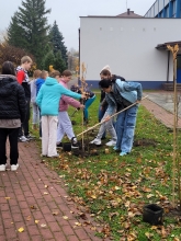 Nasadźmy Drzewa w Krasnymstawie 25.10-4.11.2024 r. 