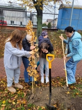 Nasadźmy Drzewa w Krasnymstawie 25.10-4.11.2024 r. 