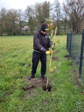 Nasadźmy Drzewa w Krasnymstawie 25.10-4.11.2024 r. 