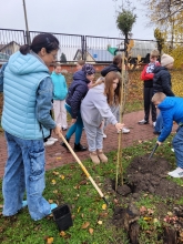 Nasadźmy Drzewa w Krasnymstawie 25.10-4.11.2024 r. 