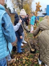 Nasadźmy Drzewa w Krasnymstawie 25.10-4.11.2024 r. 