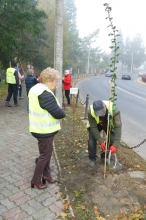 Nasadźmy Drzewa w Krasnymstawie 25.10-4.11.2024 r. 